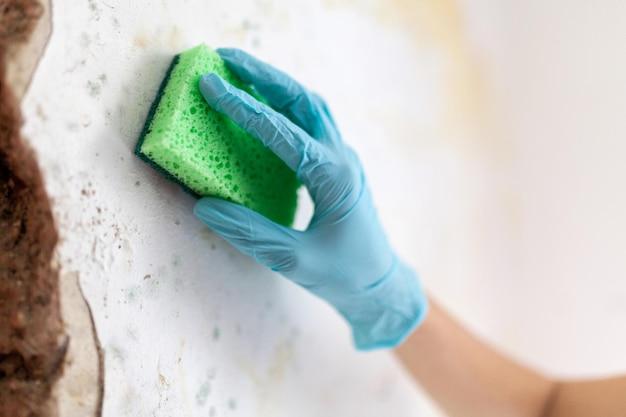 clean and green mold remediation