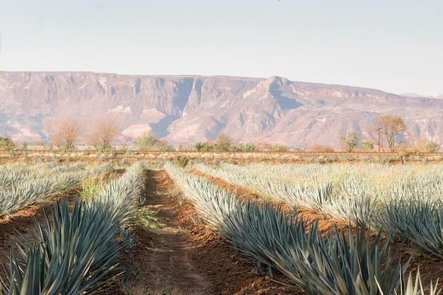 campo roble tequila