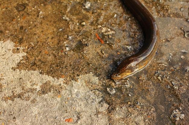 gutter worm