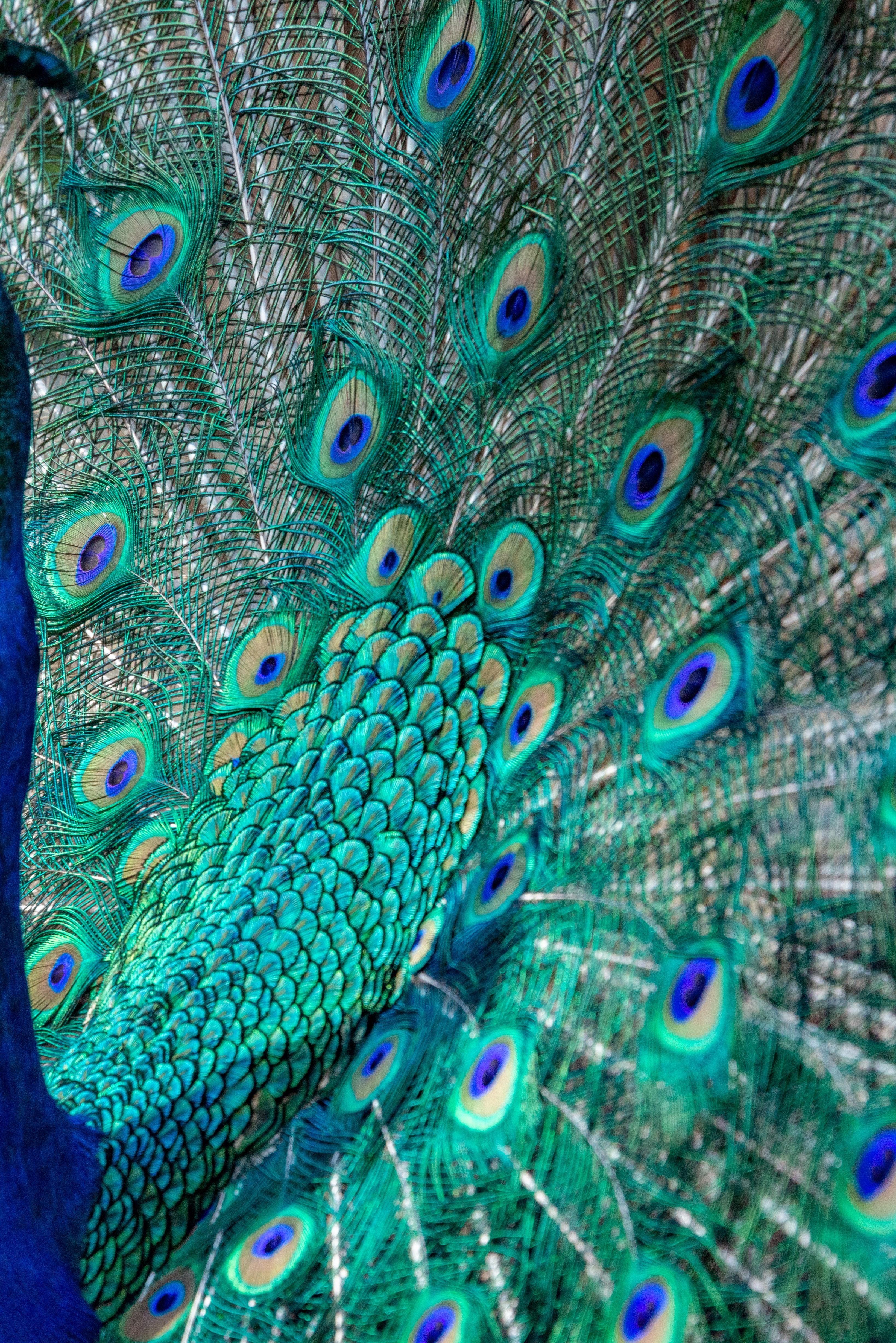 peacock tv samsung code