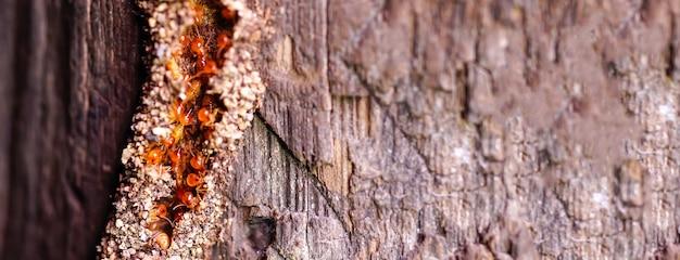 subterranean termite treatment drilling