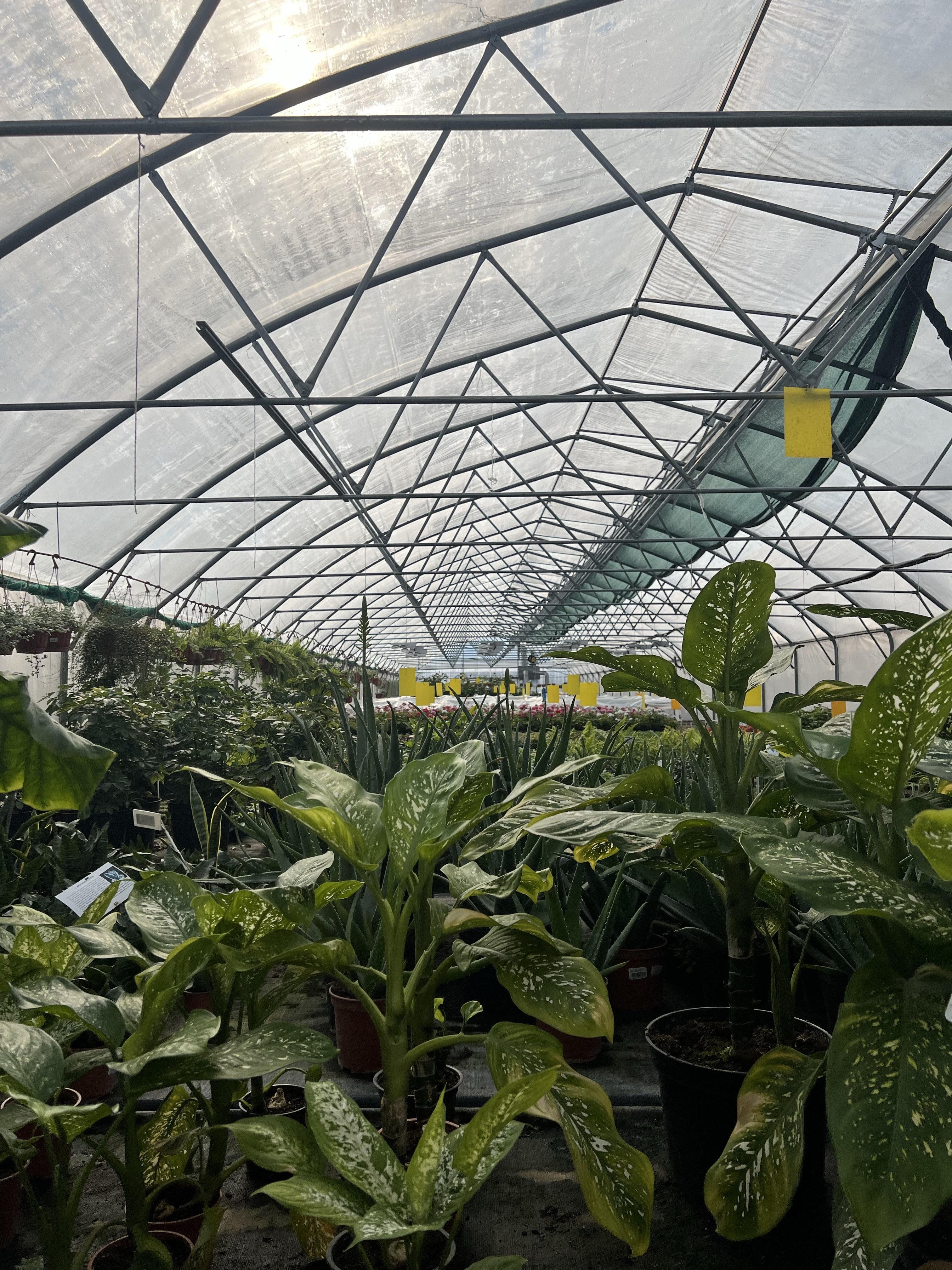4000 sq ft greenhouse