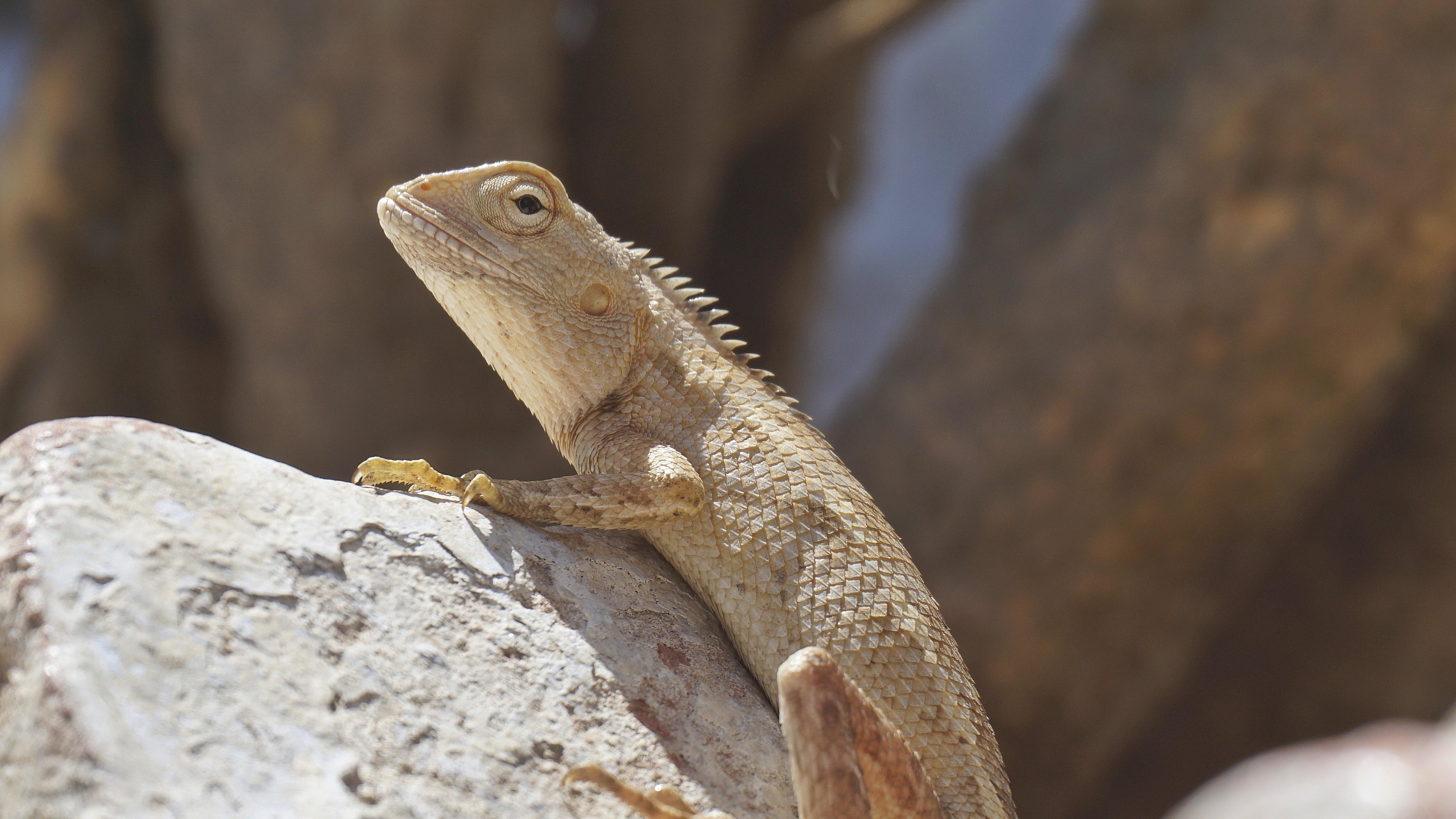 are bearded dragons asexual