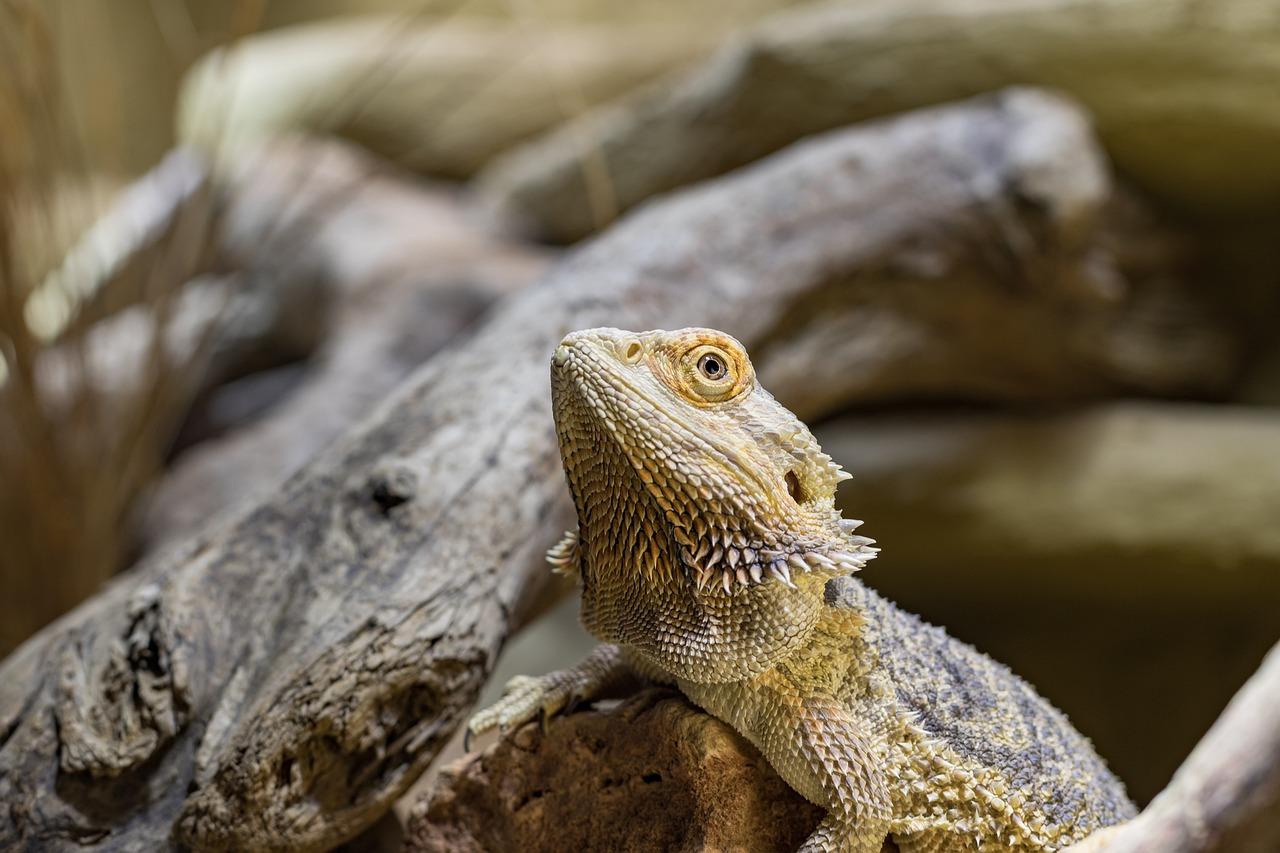 are bearded dragons asexual