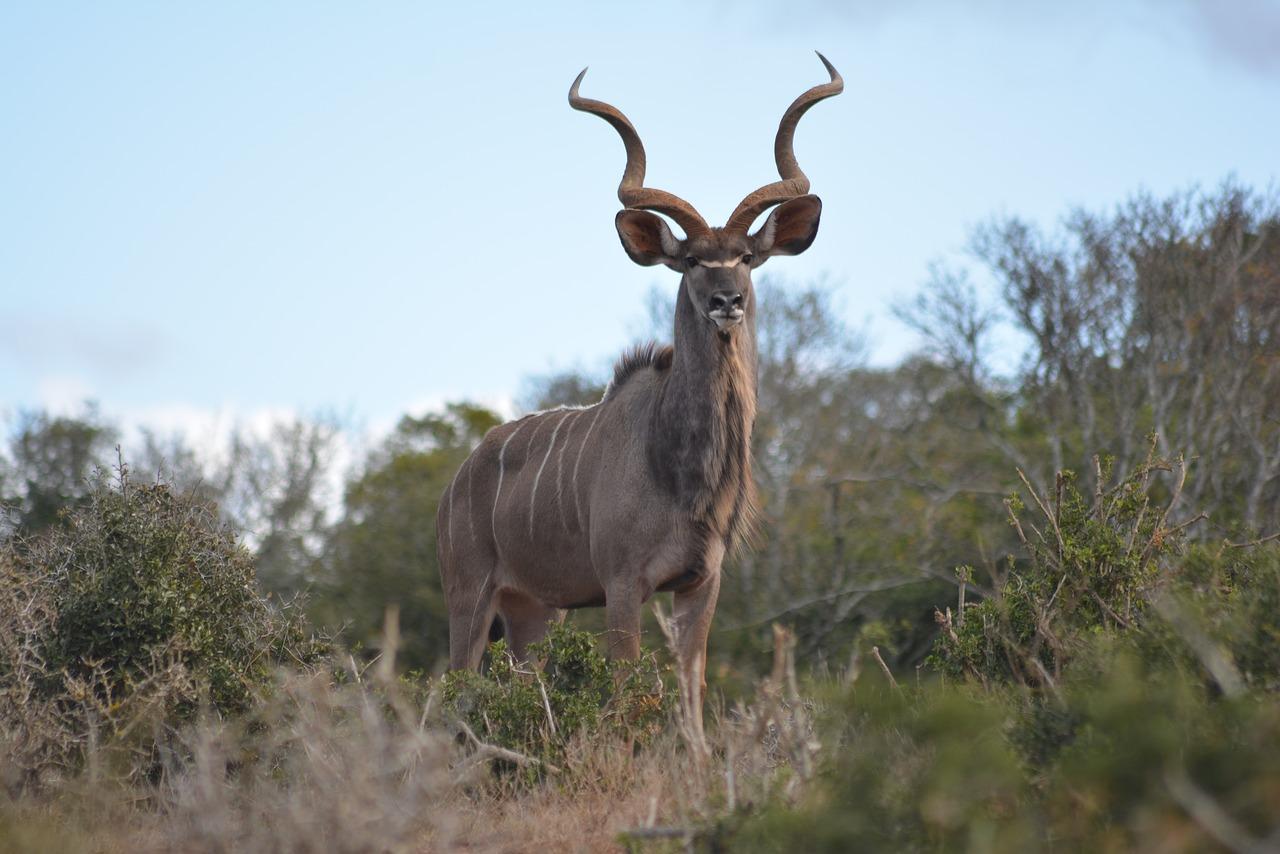 blue kudu