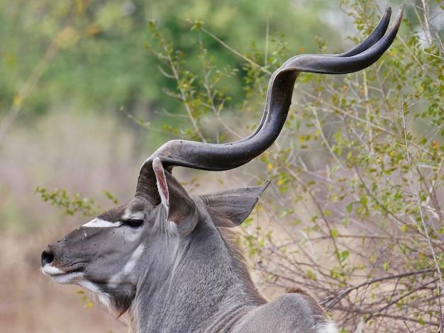 blue kudu