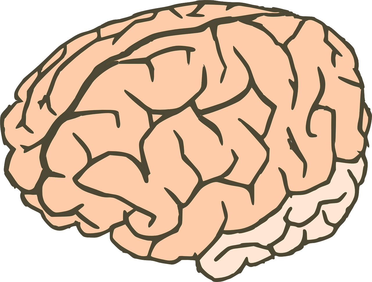 cerebro 1