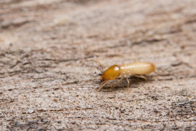 conehead termite