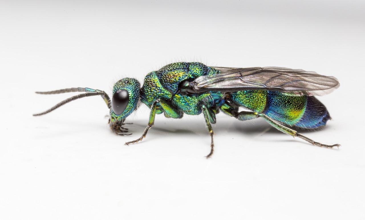 cuckoo wasp in house