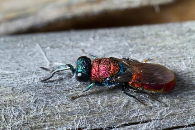cuckoo wasp in house