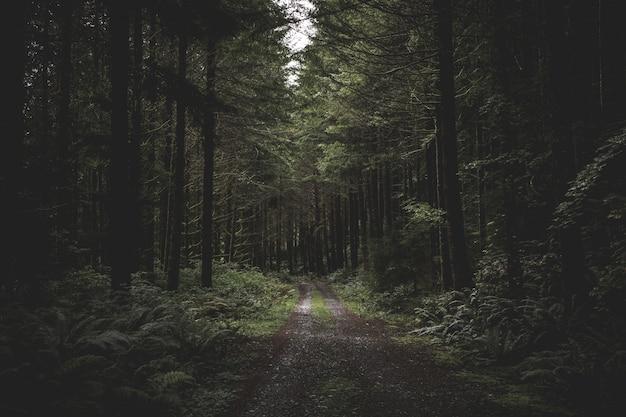 dark forest technologies