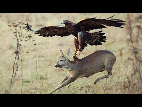 deer attacks hawk