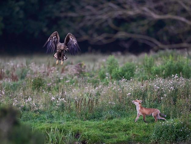 deer kills hawk to save rabbit