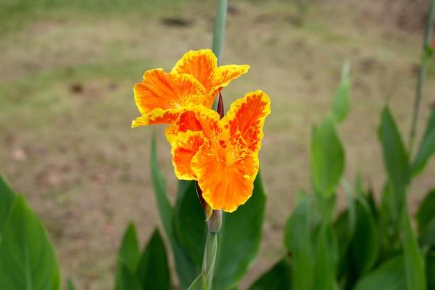 flor de cana 30 year