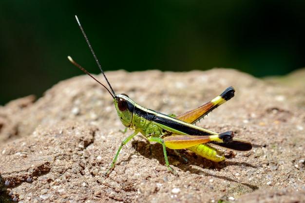 grasshopper call transfer