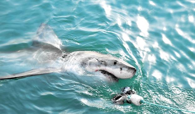 great white shark rhode island