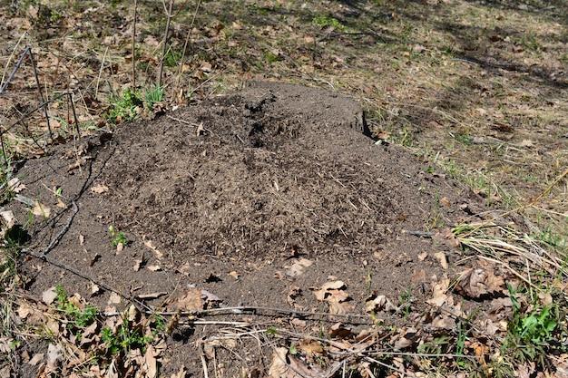 ground mole removal cost