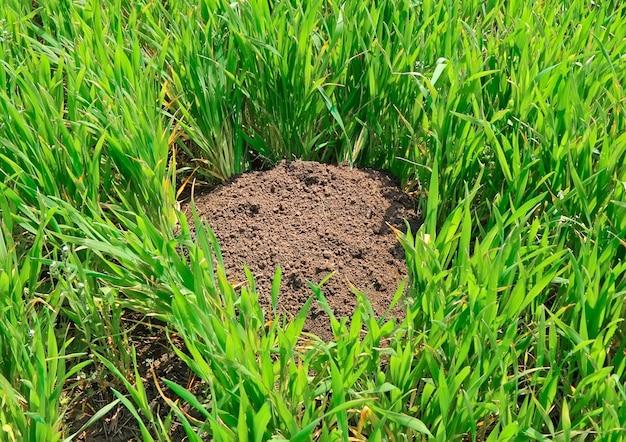 ground mole removal cost