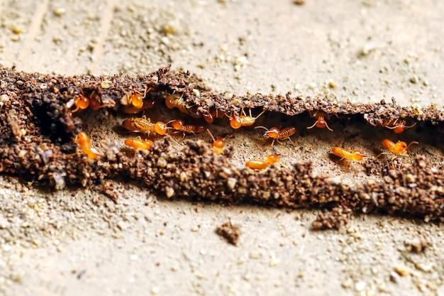house call termite