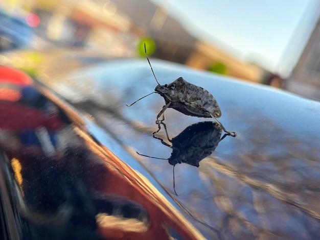 how to get rid of stink bugs in car