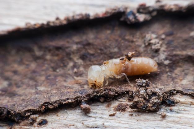 is it safe to live with termites