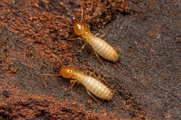 is it safe to live with termites