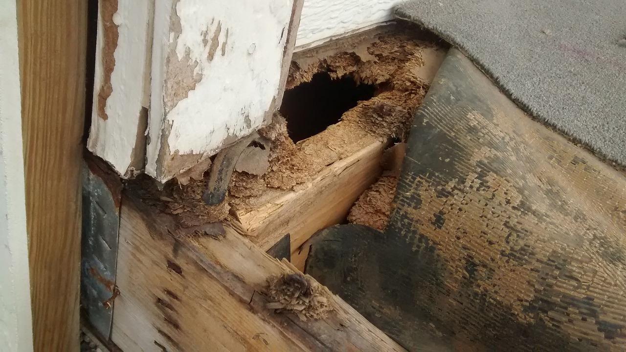 termite damage deck