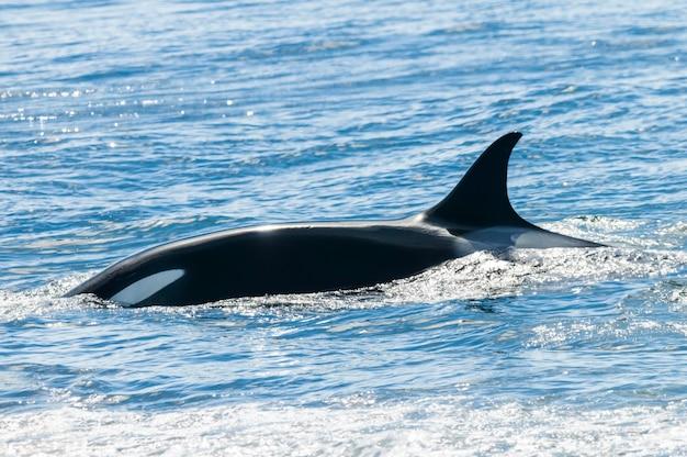 orca hydra