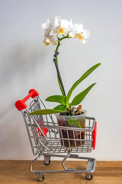 orchid carts