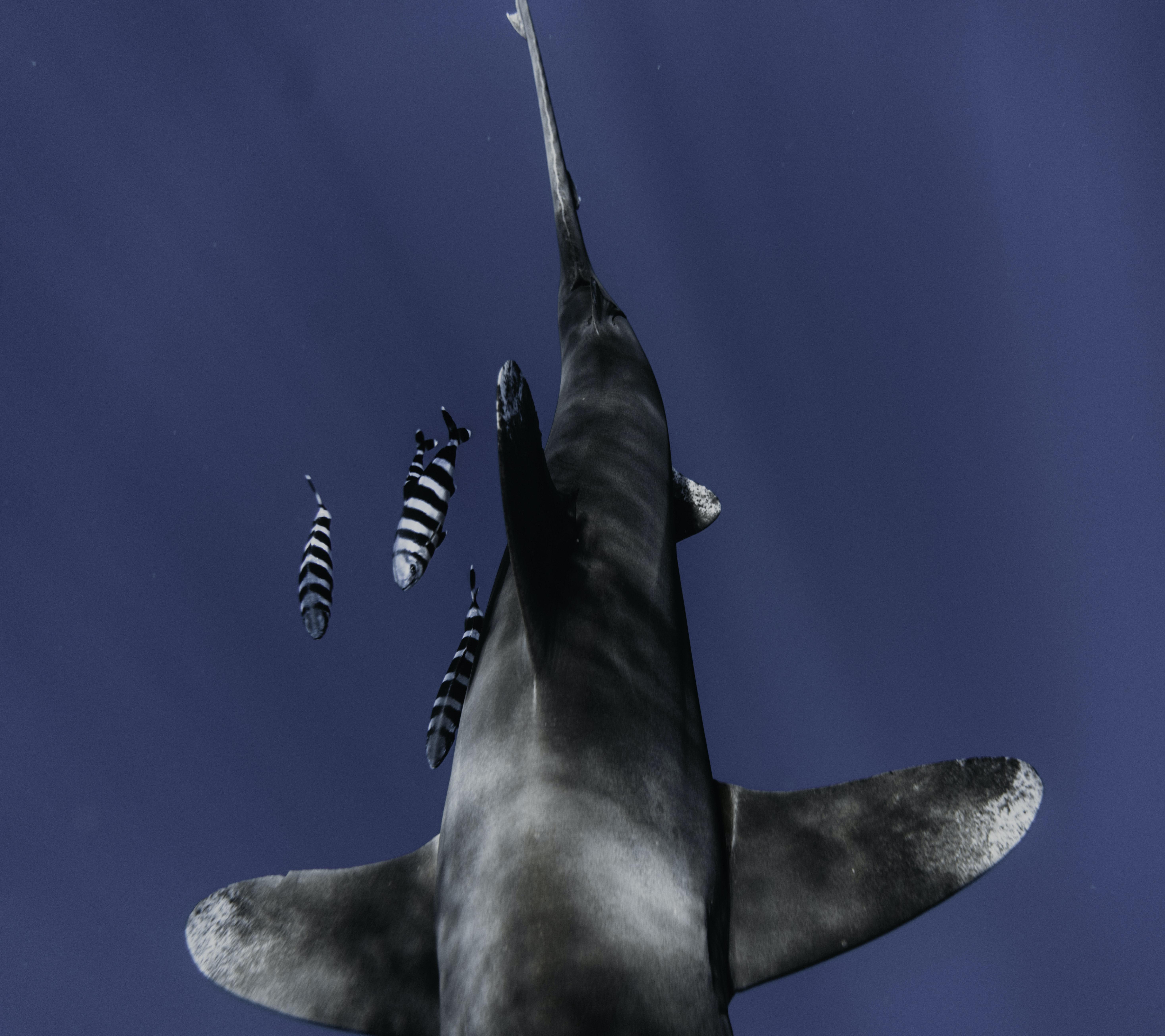 shark vertebrae identification