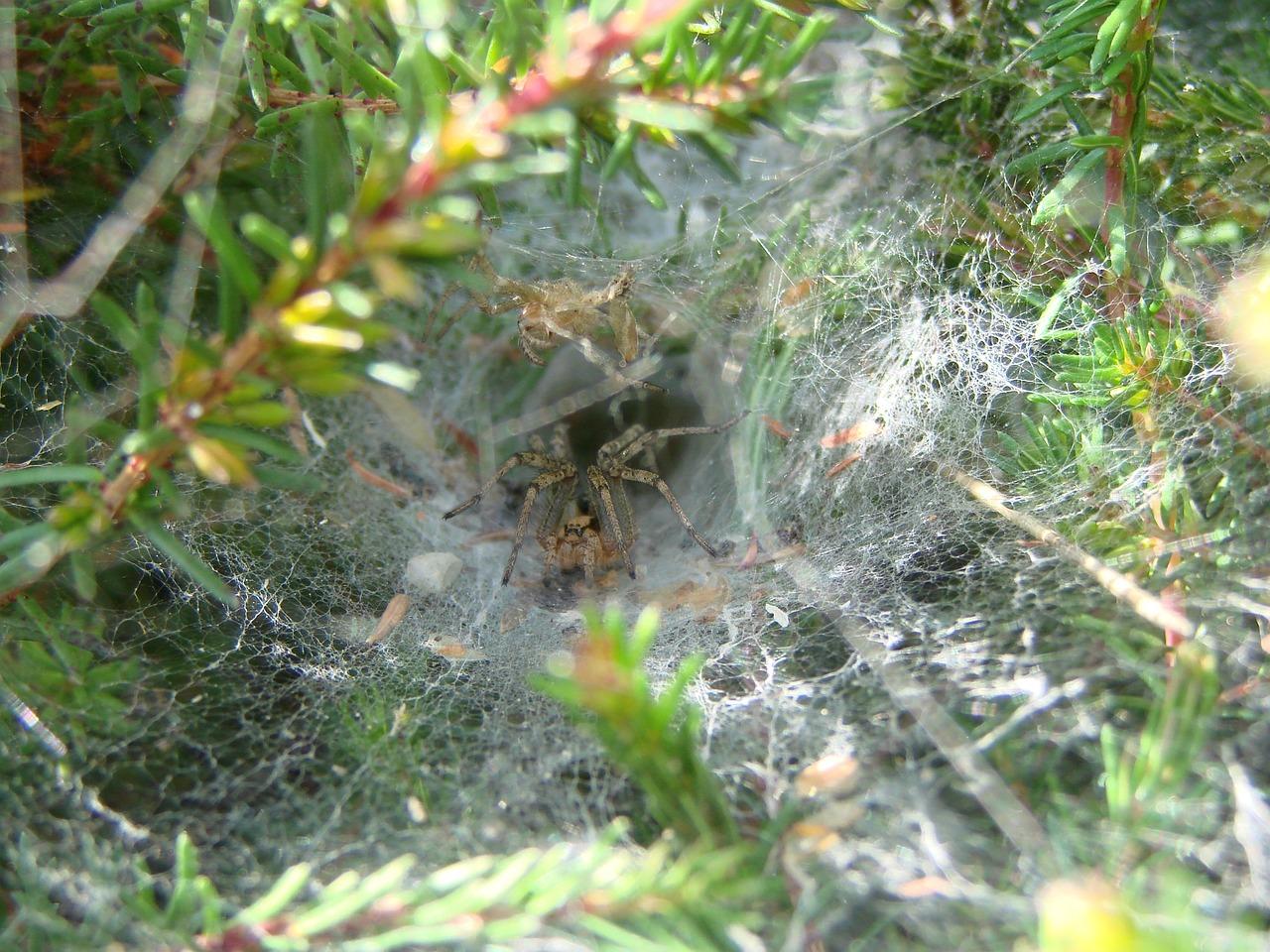 spiders in france