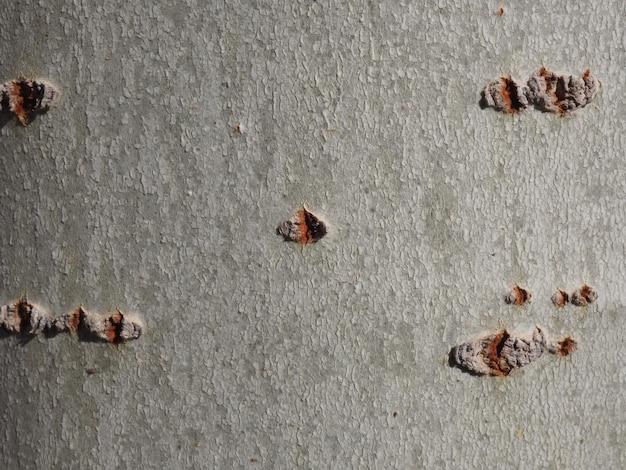 stucco termites
