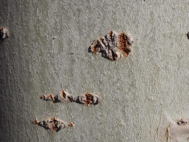 stucco termites