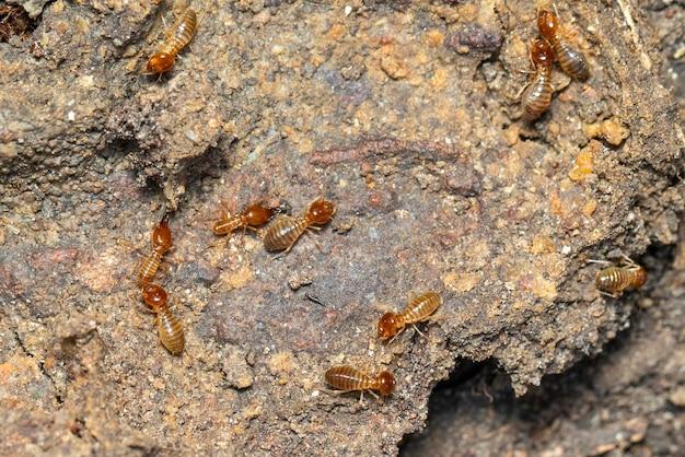 subterranean termite frass