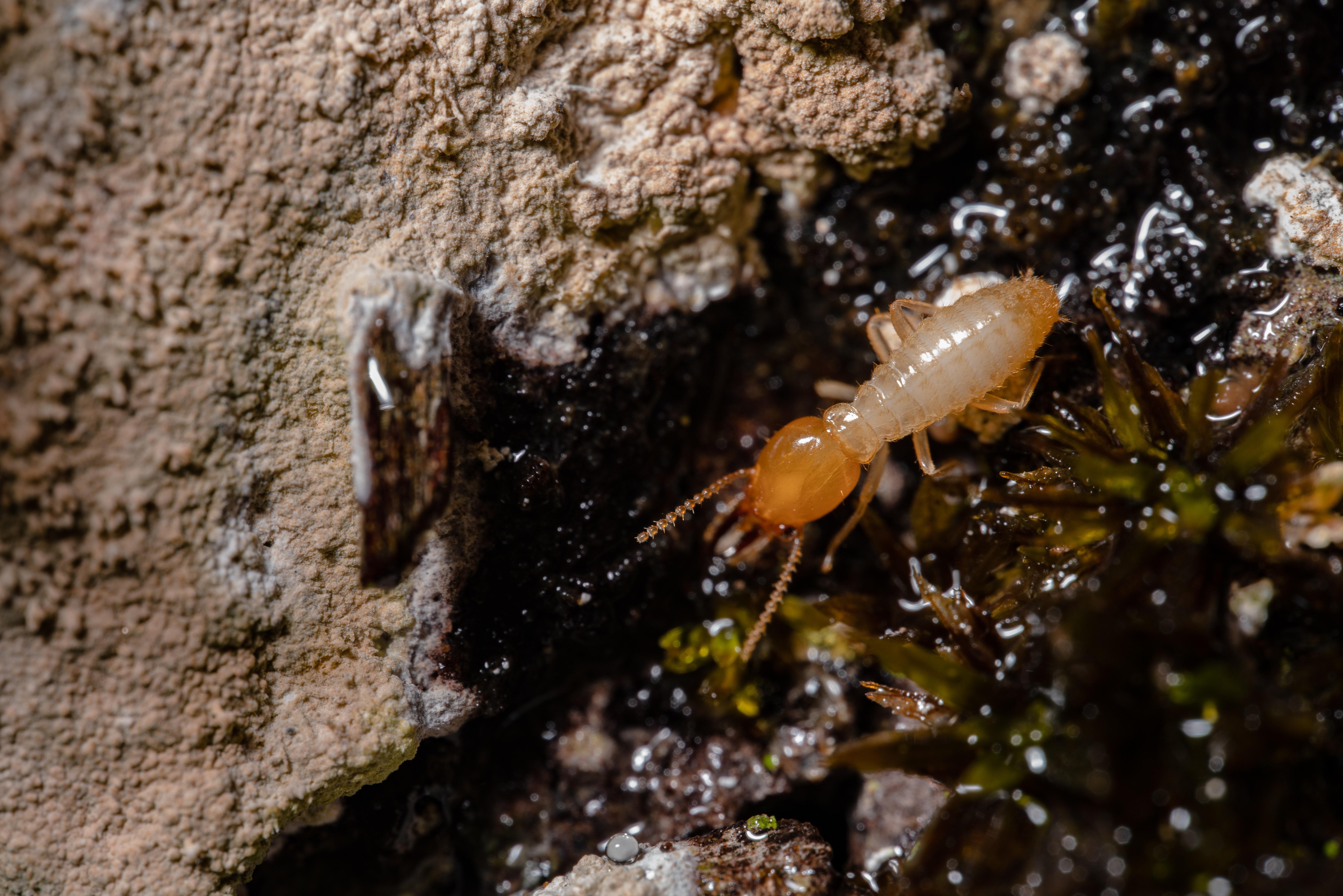 subterranean termite frass