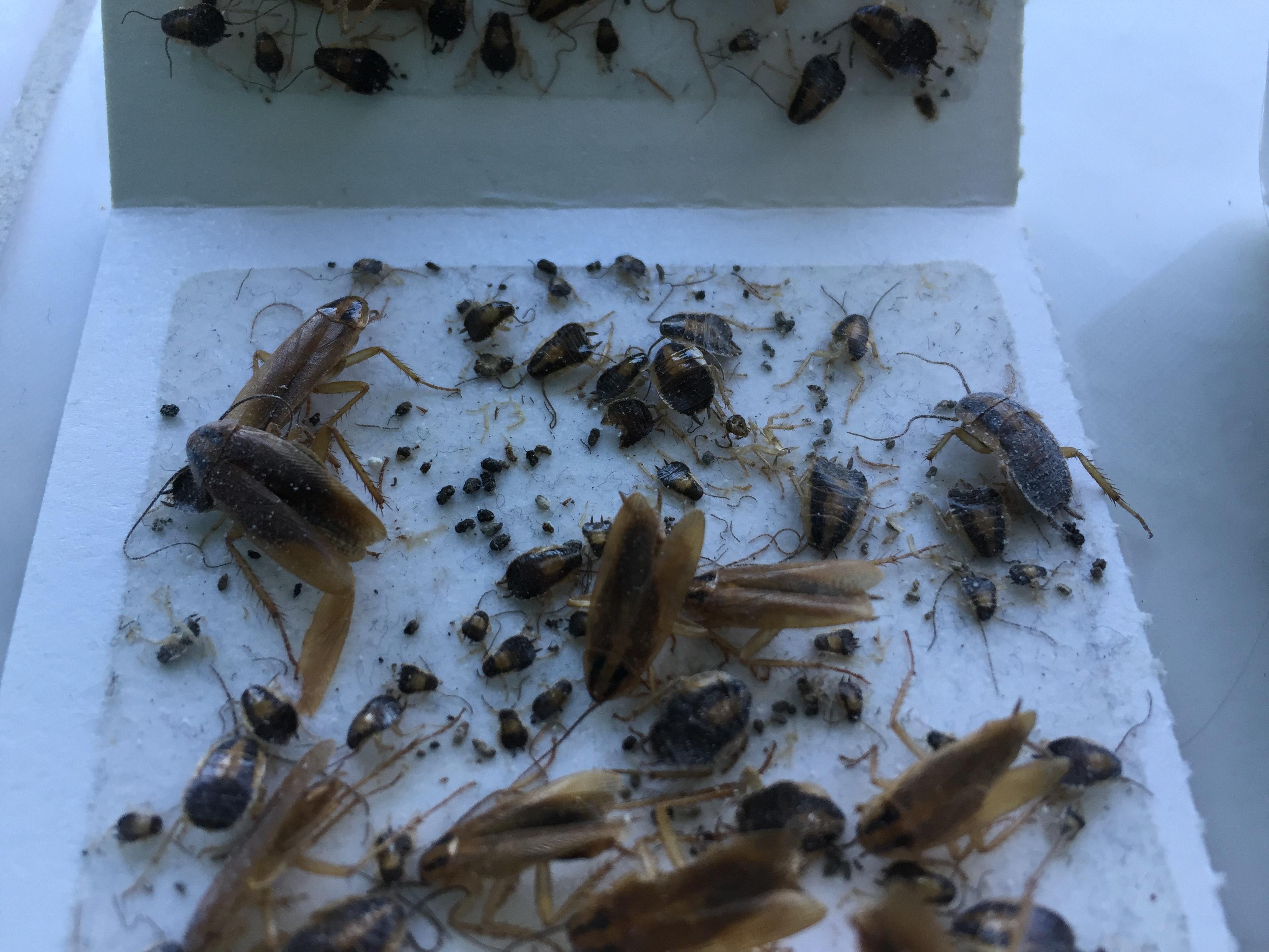 tenting for cockroaches