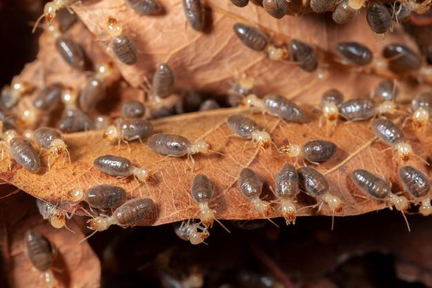 termites in bed