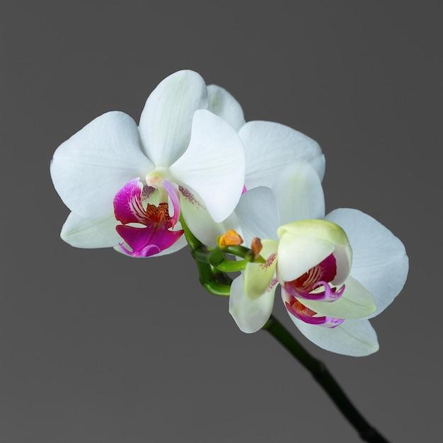 orchid diamond