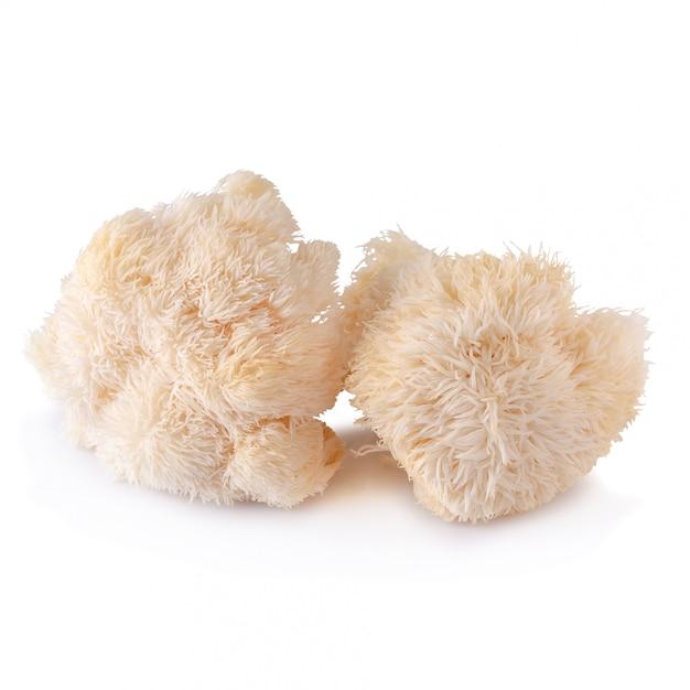 life cycle lions mane