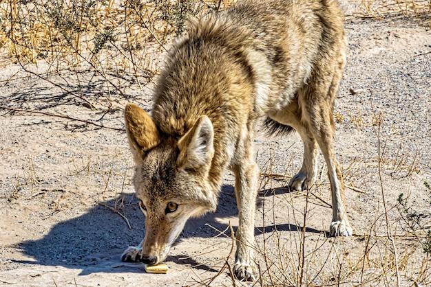 arizona coyotes moving