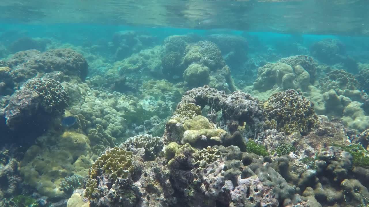 dominican republic coral reefs