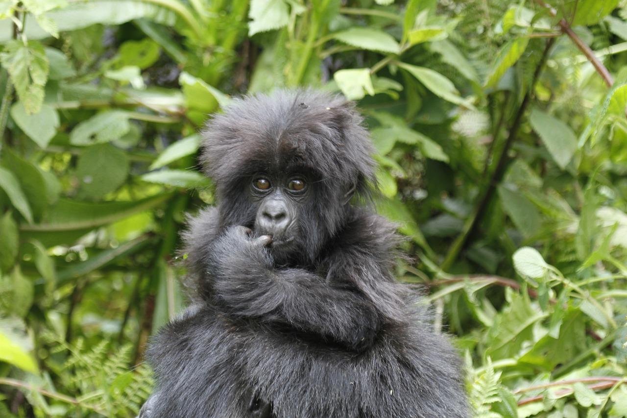 uganda gorilla trekking permit