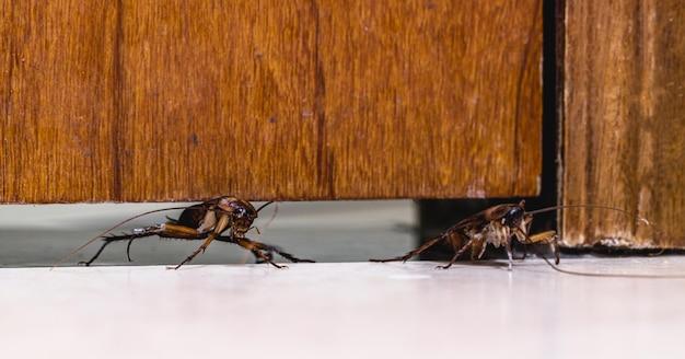 how to prevent pest infestation in kitchen