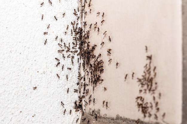 what causes termites in an apartment