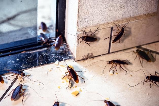 what causes termites in an apartment