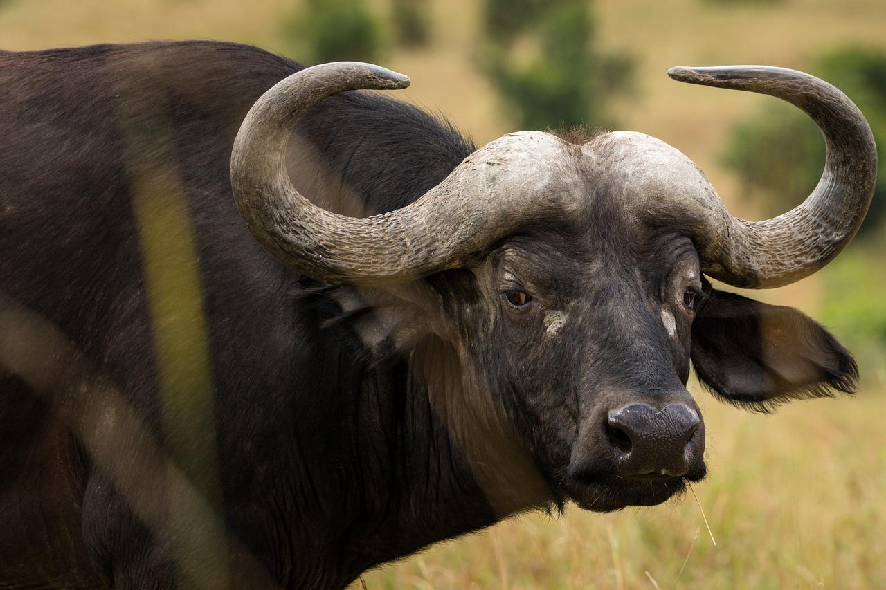 what is a water buffalo in golf