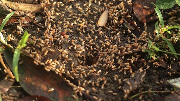 what to do if your apartment has termites