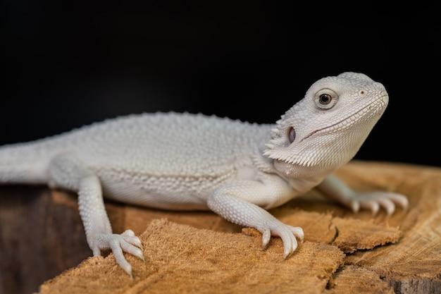 albino bearded dragon