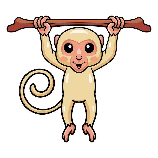 albino monkeys