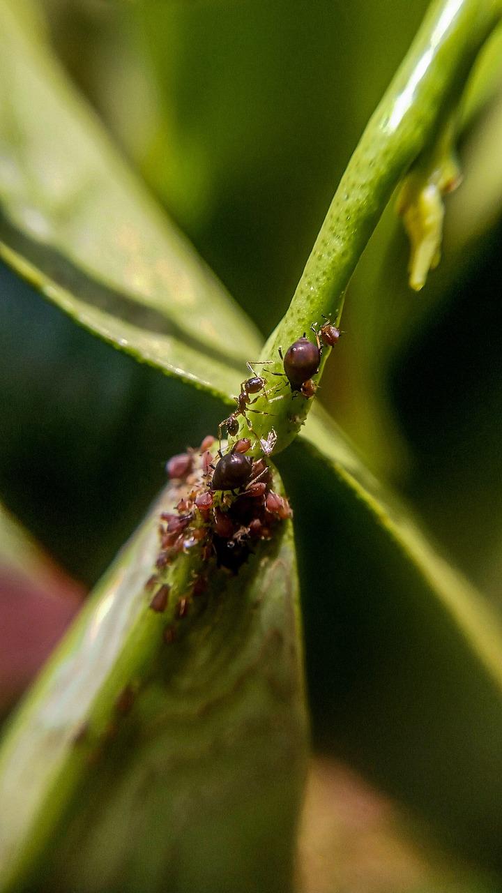 ant plant